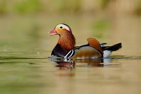 Attēlu rezultāti vaicājumam “Aix galericulata”