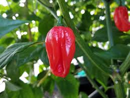 Afbeeldingsresultaat voor aji dulce sweet pepper