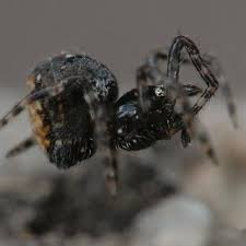 Attēlu rezultāti vaicājumam “Neottiura bimaculata female”