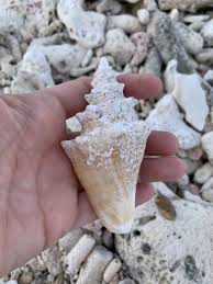 Image result for Aliger gigas