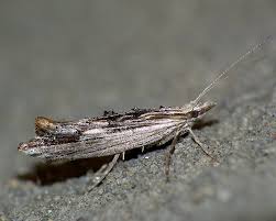 Attēlu rezultāti vaicājumam “Ypsolopha scabrella”