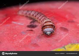 Attēlu rezultāti vaicājumam “Cerambycidae larva”