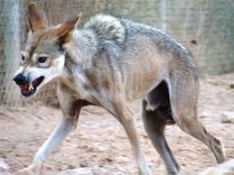 Image result for canis lupus arabs