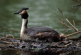 Attēlu rezultāti vaicājumam “Podiceps cristatus nest”