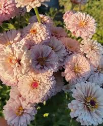 Image result for Alonsoa liniflora