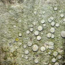 Attēlu rezultāti vaicājumam “Lecanora carpinea”