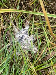 Attēlu rezultāti vaicājumam “Didymium spongiosum macro”