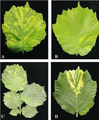 Attēlu rezultāti vaicājumam “Corylus avellana leaf”
