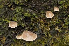 Attēlu rezultāti vaicājumam “Physarum auriscalpium spores”