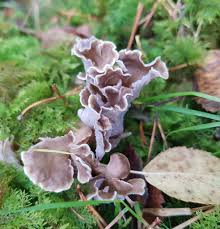 Attēlu rezultāti vaicājumam “Pseudocraterellus”