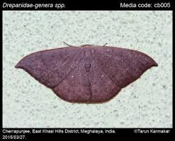 Attēlu rezultāti vaicājumam “Drepanidae”