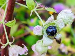 Attēlu rezultāti vaicājumam “Silene baccifera fruit”