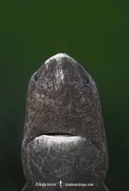 Image result for Somniosus microcephalus