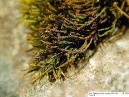 Attēlu rezultāti vaicājumam “Pseudoleskeella nervosa”