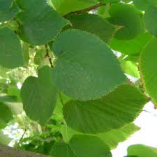 Attēlu rezultāti vaicājumam “Tilia x moltkei”