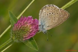 Attēlu rezultāti vaicājumam “Maculinea alcon”