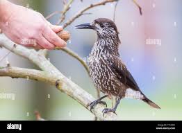 Attēlu rezultāti vaicājumam “Nucifraga caryocatactes”