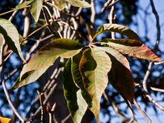 Attēlu rezultāti vaicājumam “Aesculus x hybrida”
