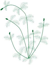 Attēlu rezultāti vaicājumam “Myriophyllum spicatum”