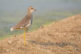 Image result for Vanellus leucurus