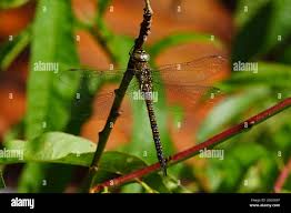 Attēlu rezultāti vaicājumam “Aeshnidae”