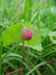 Attēlu rezultāti vaicājumam “Liposthenes glechomae”