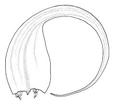 Attēlu rezultāti vaicājumam “Sanionia uncinata”