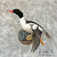 Attēlu rezultāti vaicājumam “Mergus merganser”
