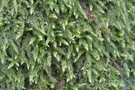 Attēlu rezultāti vaicājumam “Isothecium myosuroides”