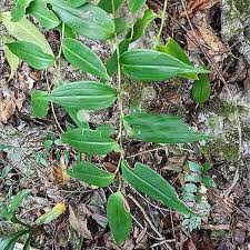 Attēlu rezultāti vaicājumam “Polygonatum odoratum bud”