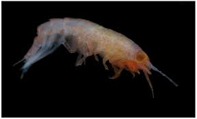 Attēlu rezultāti vaicājumam “Amphipoda”