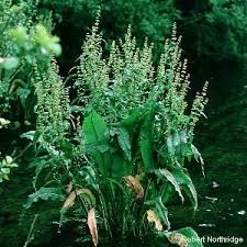 Attēlu rezultāti vaicājumam “Rumex hydrolapathum fruit”
