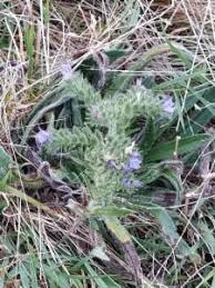 Attēlu rezultāti vaicājumam “Echium vulgare bud”