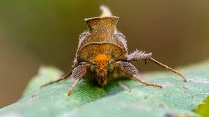 Attēlu rezultāti vaicājumam “Diachrysia tutti”