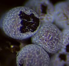 Attēlu rezultāti vaicājumam “Badhamia foliicola spores”