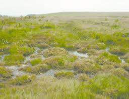 Attēlu rezultāti vaicājumam “Lycopodiella inundata”