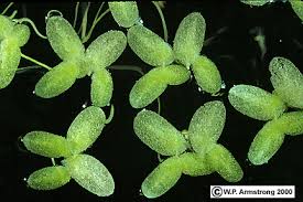 Attēlu rezultāti vaicājumam “Lemnaceae”