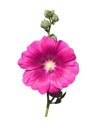 Image result for Alcea (althaea) rosea