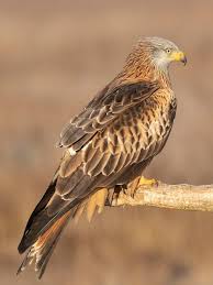 Image result for Milvus milvus