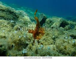 Attēlu rezultāti vaicājumam “Cyanophyta”