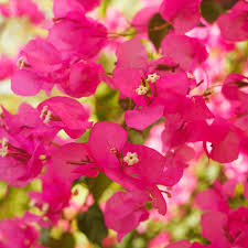 Image result for bougainvillea