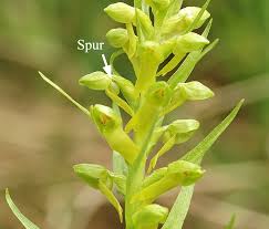 Attēlu rezultāti vaicājumam “Dactylorhiza russowii bud”