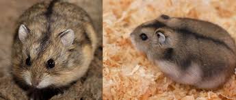 Image result for хомяк