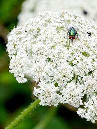 Image result for Daucus carota