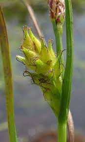 Attēlu rezultāti vaicājumam “Carex hirta male flower”
