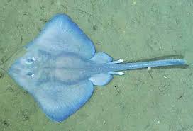 Image result for Bathyraja brachyurops