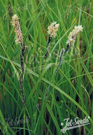 Attēlu rezultāti vaicājumam “Carex acuta”