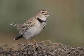 Image result for Melanocorypha calandra