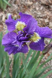 Attēlu rezultāti vaicājumam “Iris sibirica”