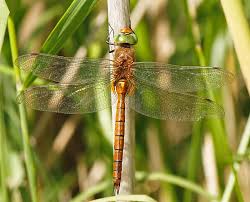 Attēlu rezultāti vaicājumam “Aeshna isoceles”